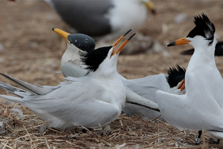 (사진 환경부, 국립생태원)/뉴스펭귄