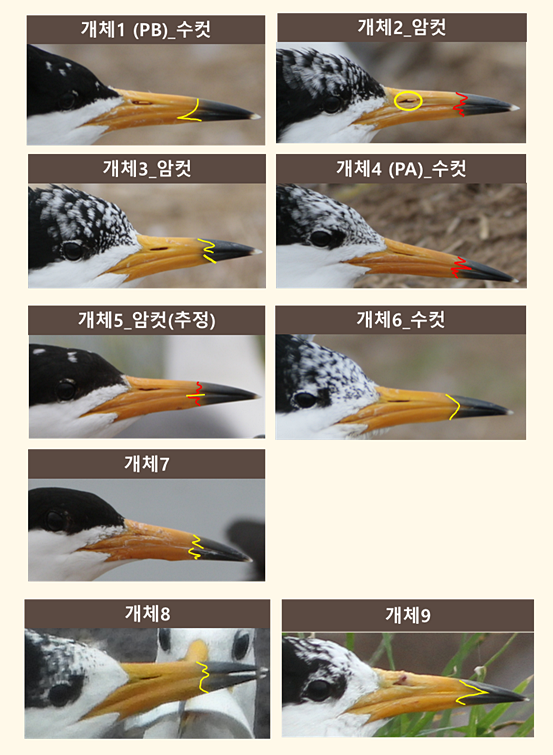 육산도를 찾은 뿔제비갈매기 9마리 개체별 생김새. (사진 환경부, 국립생태원)/뉴스펭귄