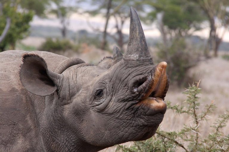 검은코뿔소. (사진 Save the Rhino International)/뉴스펭귄