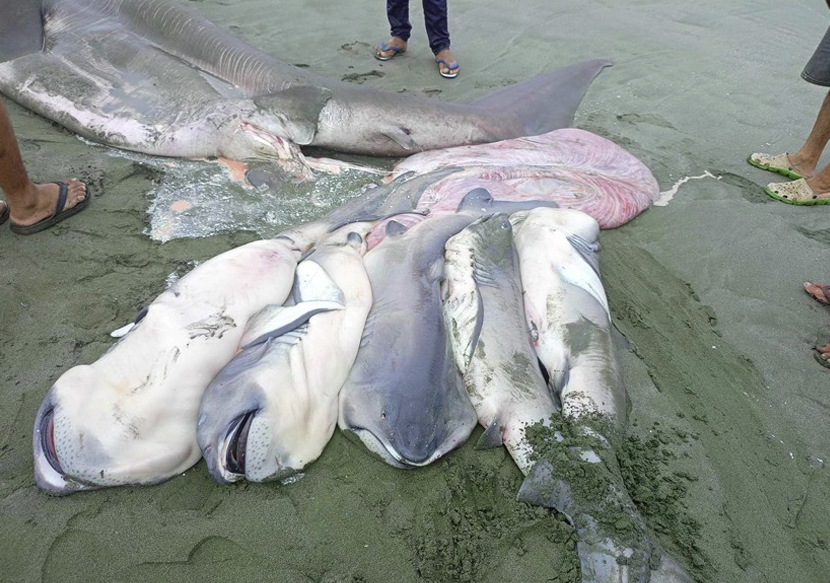 죽은 채 발견된 넓은주둥이상어 뱃속에 있던 새끼들. (사진 필리핀 국립박물관 페이스북)/뉴스펭귄