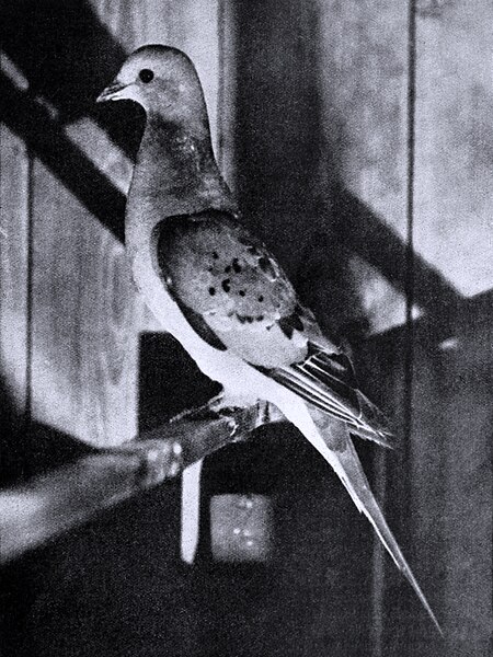 멸종한 나그네비둘기. (사진 JG Hubbard - 위키피디아)/뉴스펭귄