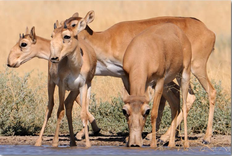사이가영양. (사진 Sandiego Zoo)/뉴스펭귄