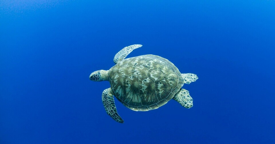 푸른바다거북. (사진 WWF Philippines)/뉴스펭귄