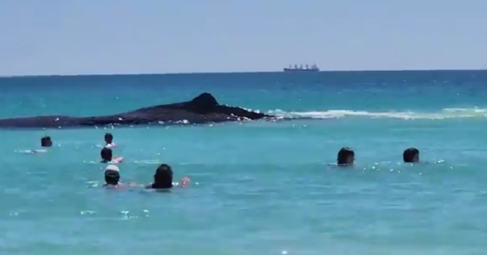 향유고래에 다가가는 사람들. (사진 X 영상 캡처)/뉴스펭귄
