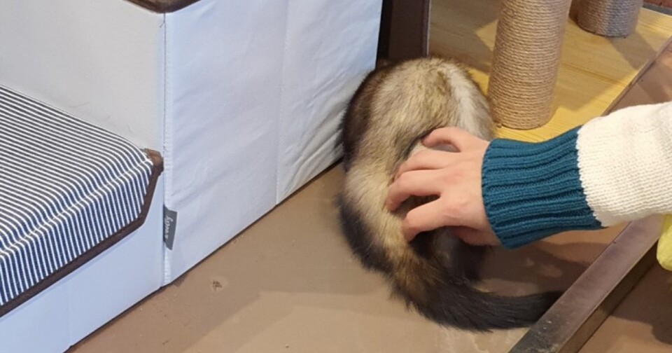 (사진 동물권행동 카라)/뉴스펭귄