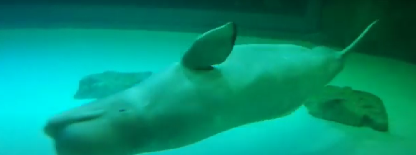 핫핑크돌핀스가 촬영한 롯데월드 아쿠아리움의 마지막 벨루가 벨라. (사진 핫핑크돌핀스 영상 캡처)/뉴스펭귄