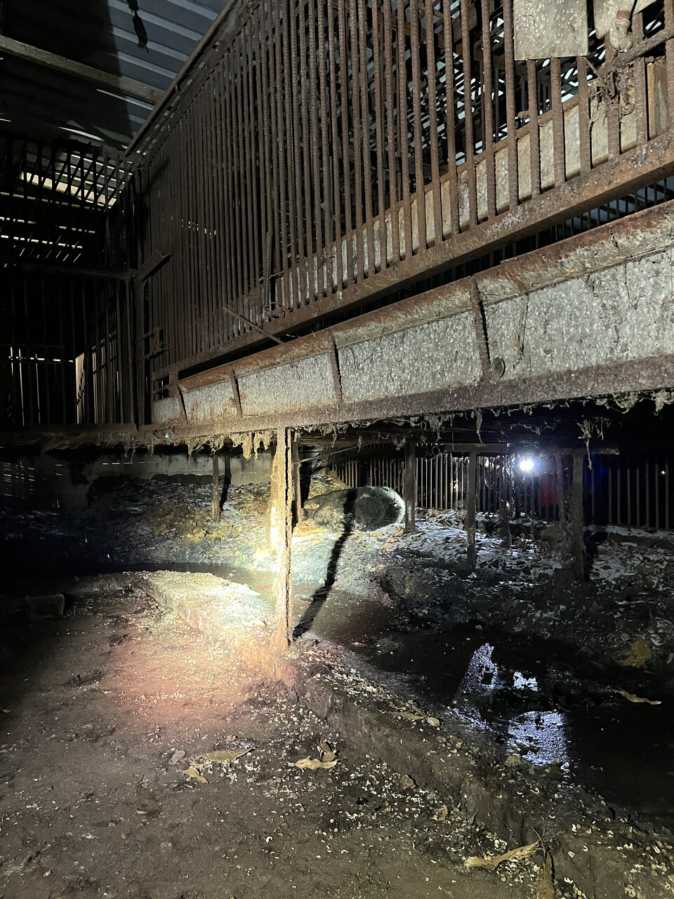 농장에 숨어있던 탈출한 반달가슴곰. (사진 당진소방서)/뉴스펭귄