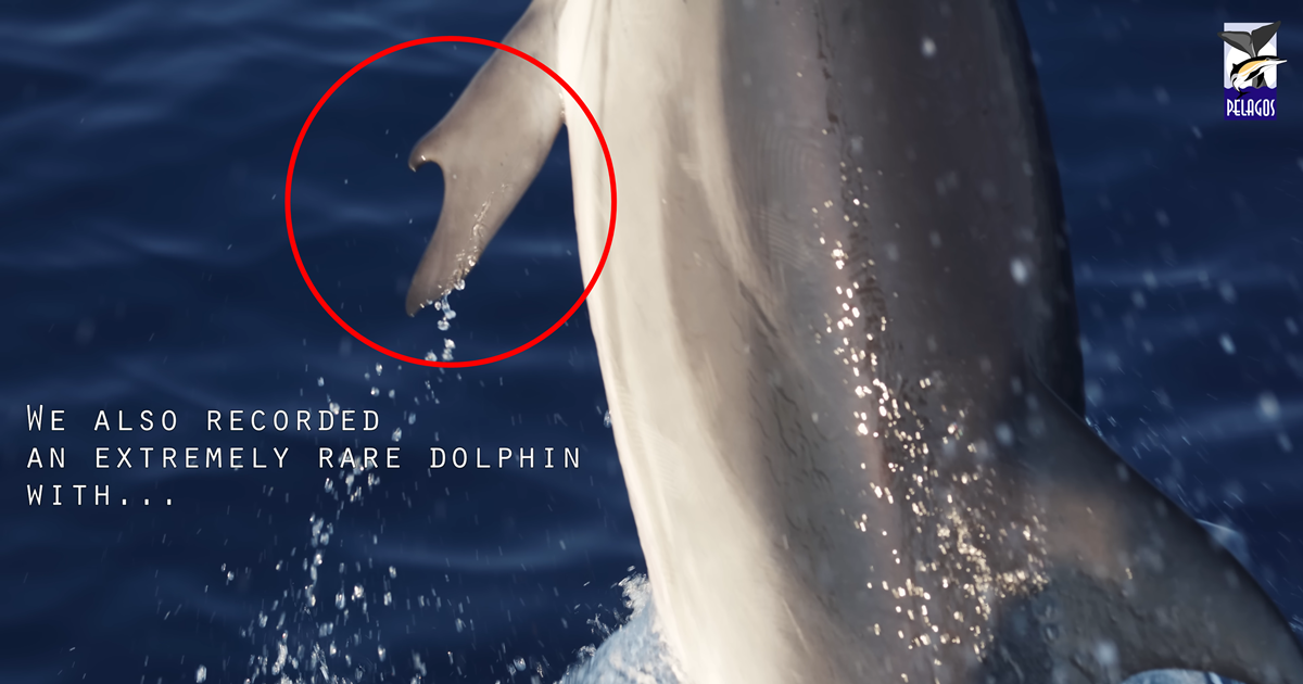 현지 과학자들은 이러한 지느러미를 가진 돌고래를 처음 본다고 밝혔다. (사진 Pelagos Cetacean Research Institute 유튜브 영상 캡처)/뉴스펭귄