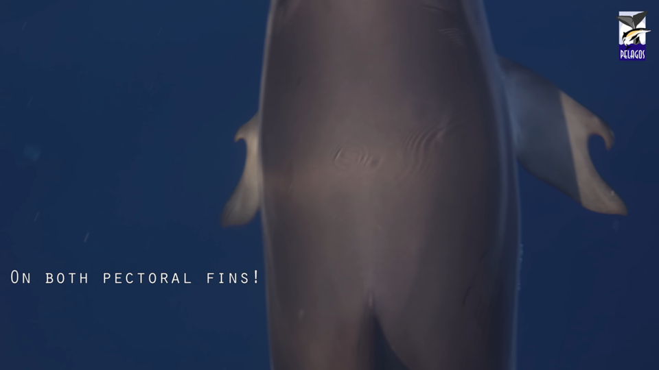 양쪽 지느러미가 독특한 형태를 띠고 있다. (사진 Pelagos Cetacean Research Institute 유튜브 영상 캡처)/뉴스펭귄