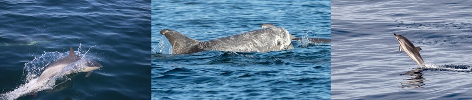왼쪽부터 참돌고래, 큰코돌고래, 줄무늬돌고래. (사진 flickr Delphinus delphis, Channel City Camera Club, Charlie Jackson)/뉴스펭귄