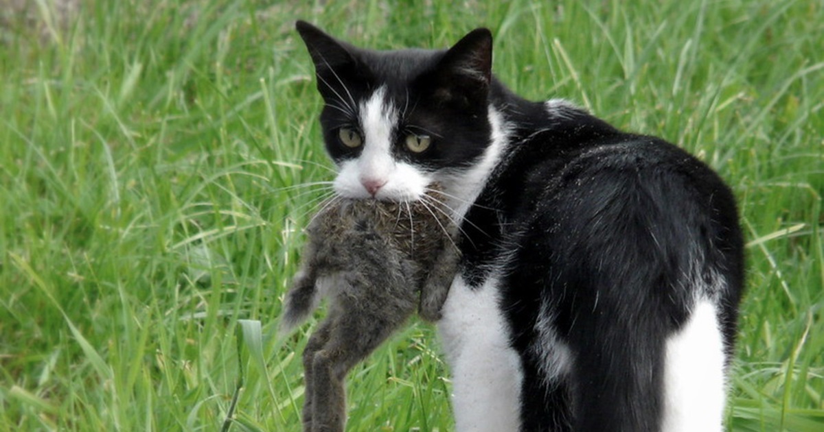 실외고양이는 2000종 이상의 동물을 사냥한다. (flickr Eddy Van 3000)/뉴스펭귄