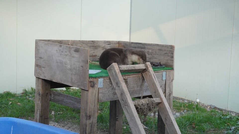 포획된 수달. (사진 울산야생동물구조관리센터)/뉴스펭귄 