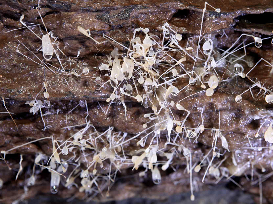 영월 분덕재동굴에 생성된 곡석. (사진 문화재청)/뉴스펭귄