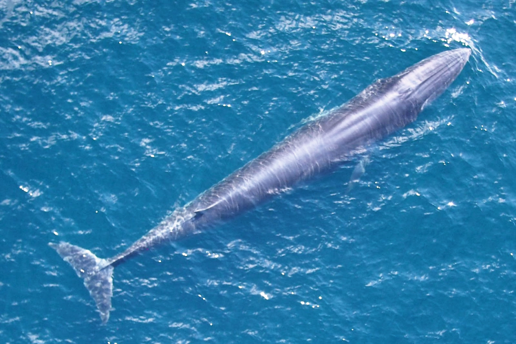 멕시코만에만 서식하는 라이스고래. (사진 위키피디아)/뉴스펭귄