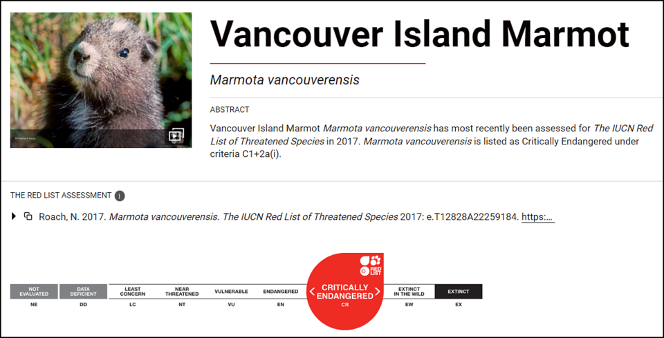  밴쿠버섬마멋 국제 멸종위기 등급. (사진 IUCN)/뉴스펭귄