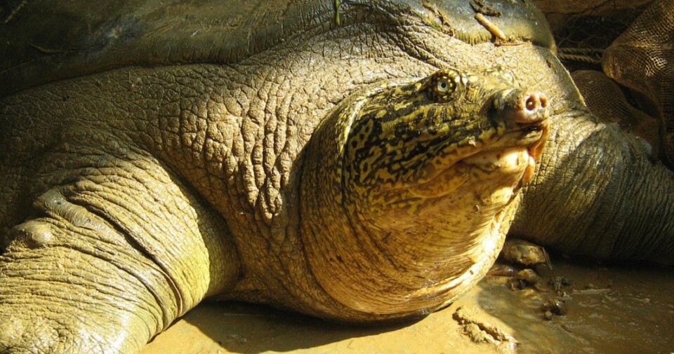 양쯔강대왕자라. (사진 Asian Turtle Program 공식 홈페이지)/뉴스펭귄