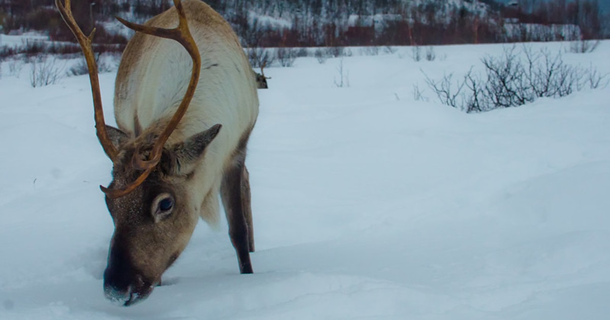 노르웨이에 서식하는 유라시아순록. (사진 flickr Andi Gentsch)/뉴스펭귄