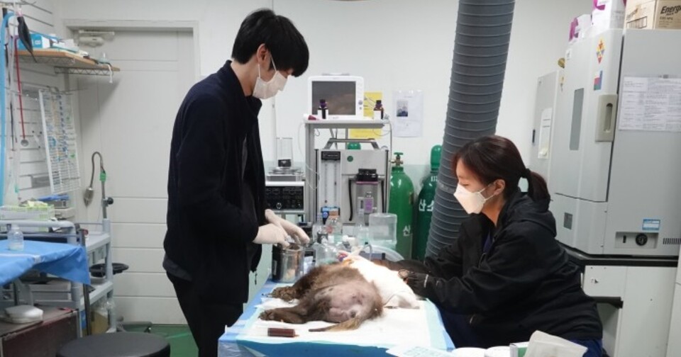 (사진 충남야생동물구조센터)/뉴스펭귄