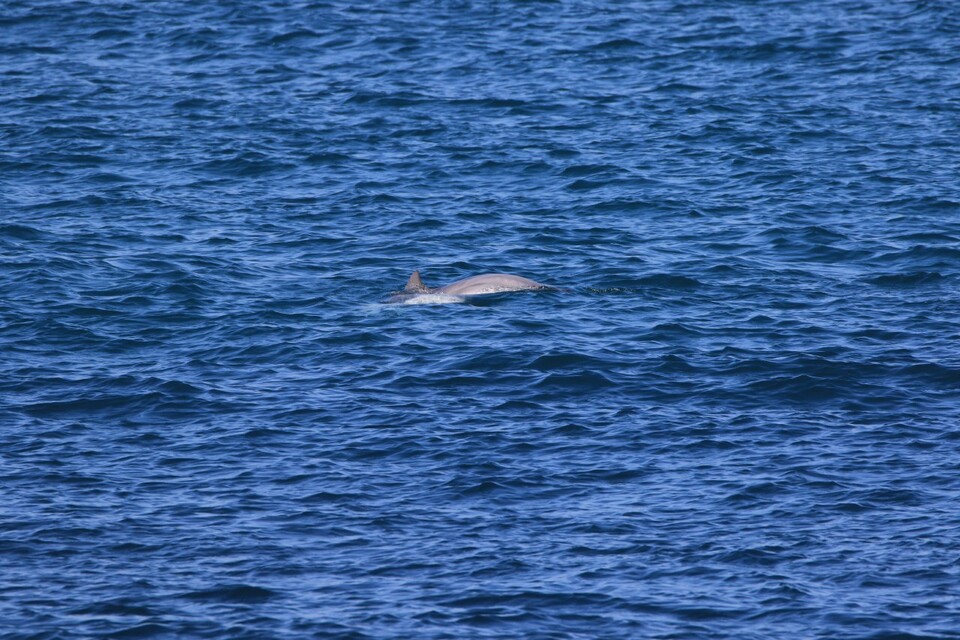 꼬리지느러미가 잘린 '오래'. (사진 핫핑크돌핀스)/뉴스펭귄