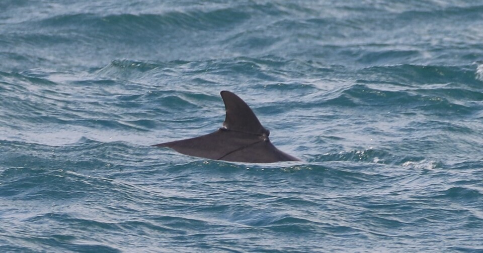 등지느러미에 낚시줄이 걸려 있는 남방큰돌고래 '단이'. (사진 핫핑크돌핀스)/뉴스펭귄