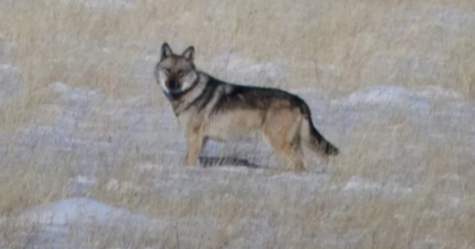 발레스칼데라 국립보호구역에서 발견된 멕시코늑대. (사진  Valles Caldera National Preserve)/뉴스펭귄