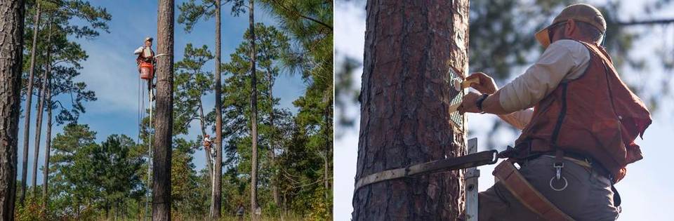 붉은벼슬딱따구리가 지낼 예정인 긴잎소나무숲에 인공둥지를 설치하는 모습. (사진 미국 조지아주 천연자원부 DNR)/뉴스펭귄