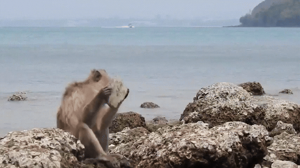 돌을 내리쳐 굴 껍데기를 깨는 마카크원숭이. (출처 태국 쭐라롱껀대 논문)/뉴스펭귄