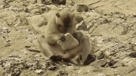 돌을 사용해 먹이를 구해 먹는 마카크원숭이. (출처 태국 쭐라롱껀대 논문)/뉴스펭귄