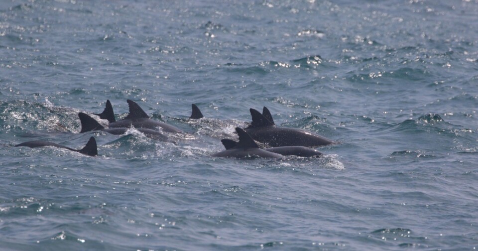 2023년 7월 대정읍 앞바다에서 제돌이를 비롯한 남방큰돌고래 무리들이 헤엄치고 있다. (사진 핫핑크돌핀스)/뉴스펭귄