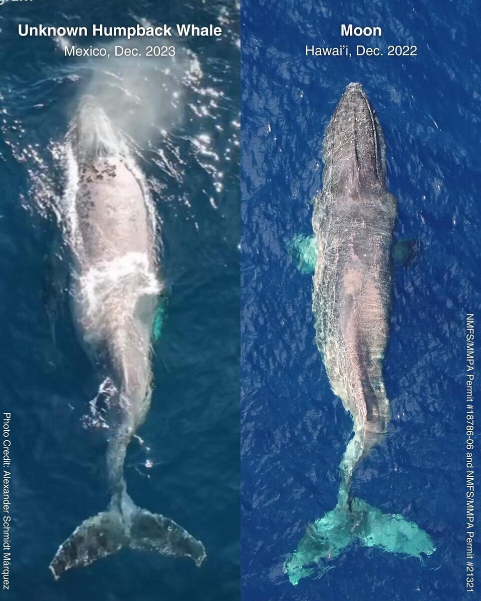 이번에 발견된 개체와 문을 비교한 이미지. 오른쪽이 문이다. (사진 태평양고래재단 인스타그램)/뉴스펭귄