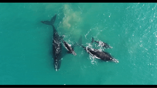 가장 왼쪽의 몸집이 큰 고래와 그 옆의 고래는 혈연관계다. 다만 혈연관계의 고래가 곁에 있음에도 고래들은 다른 암컷의 젖을 훔쳐 먹을 기회를 노린다.  (사진 Allosuckling in southern right whale calves 논문)/뉴스펭귄
