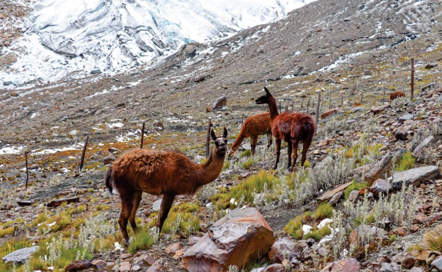 빙하가 녹고 있는 안데스산맥의 라마. (사진 'Llamas enhance proglacial ecosystem development in Cordillera Blanca, Peru' 보고서  캡처)/뉴스펭귄
