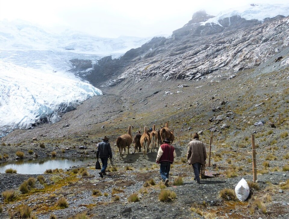 페루 코르디예라 블랑카에서 실험에 참여 중인 라마와 농부들. 뒤로는 빙하가 녹은 구역과 녹지 않은 구역이 대비된다. (사진 텍사스대 홈페이지)/뉴스펭귄