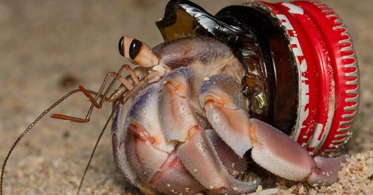 깨진 유리병의 병목을 이고 다니는 소라게. (사진 The plastic homes of hermit crabs in the Anthropocene 논문)/뉴스펭귄