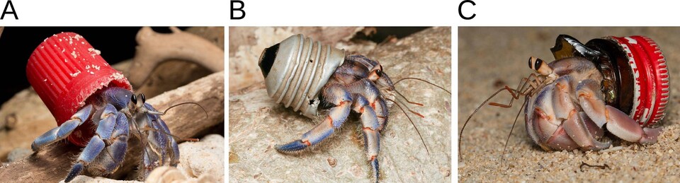 대다수의 소라게는 플라스틱 뚜껑을 선호했지만, 일부는 전구소켓, 유리병 병목 등 고철, 유리로 이뤄진 폐기물을 집으로 택했다. (사진 The plastic homes of hermit crabs in the Anthropocene 논문)/뉴스펭귄