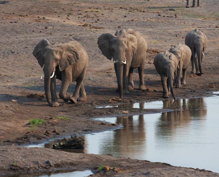 코끼리. (사진 African Wildlife Foundation)/뉴스펭귄