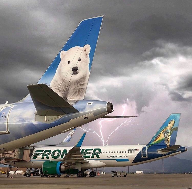 국제적 멸종위기종 북극곰 '블랑코'와 바다거북 '쉘리'가 새겨진 항공기. (사진 Frontier Airlines 페이스북 캡처)/뉴스펭귄