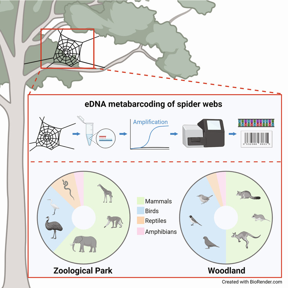 거미줄에서 환경DNA를 채취하는 방법. (사진 논문 'Spider webs capture environmental DNA from terrestrial vertebrates')/뉴스펭귄