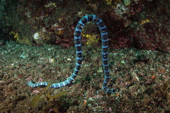 넓은띠큰바다뱀. (사진 국립공원공단)/뉴스펭귄