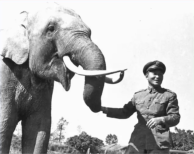 1943년 일본군에 포획돼 중일전쟁에 동원됐다가 살아남은 코끼리 '린 왕' (사진 위키피디아)/뉴스펭귄