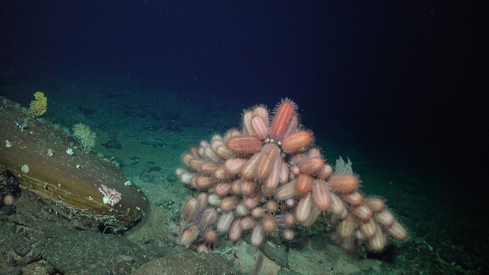 수심 516m에서 발견된 '직사각형데르메키누스성게'. (사진 Schmidt Ocean Institute)/뉴스펭귄