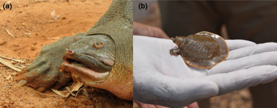 (a) 성체 아시아대왕자라, (b) 둥지에서 부화한 아시아대왕자라. (사진 Using local ecological knowledge to determine the status of Cantor's giant softshell turtle Pelochelys cantorii in Kerala, India 논문)/뉴스펭귄