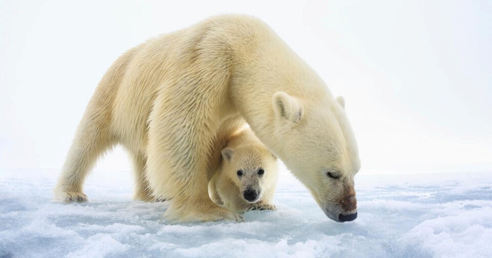 북극곰. (사진 WWF)/뉴스펭귄