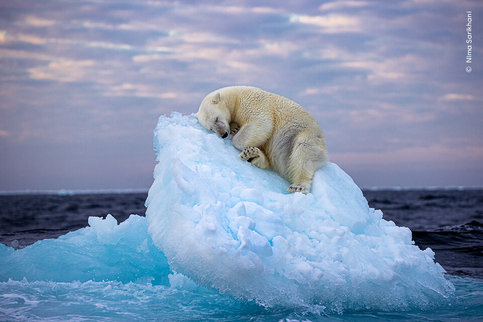 노르웨이 스발바르 제도의 빙산에서 잠자는 북극곰의 모습을 담은 작품 '얼음 침대'가 2023년 올해의 야생 사진상 수상작에 선정됐다. (사진 Natural History Museum)/뉴스펭귄