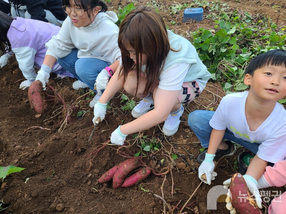 태화산 자연체험학교. 아이들이 고구마 수확체험을 하고 있다. (사진 태화산마을 제공)/뉴스펭귄