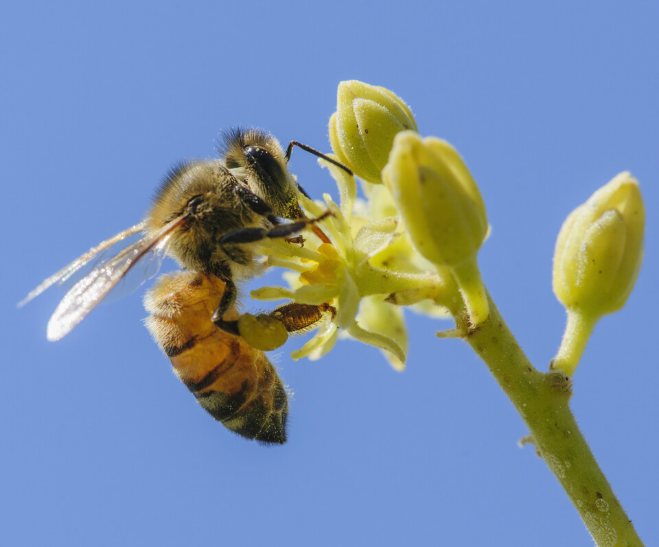 아몬드나무 수분과정에서 꿀벌이 아몬드 농장에서 사용되는 농약에 노출되는것은 꿀벌의 건강과 다른 식물의 수분에도 영향을 미친다. (사진 클립아트코리아) 뉴스펭귄