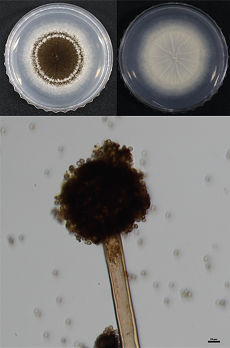 제주 중문천에서 발견한 담수균류 '아스퍼질러스 튜빙엔시스'.  (사진 국립낙동강생물자원관 균류연구부)/뉴스펭귄