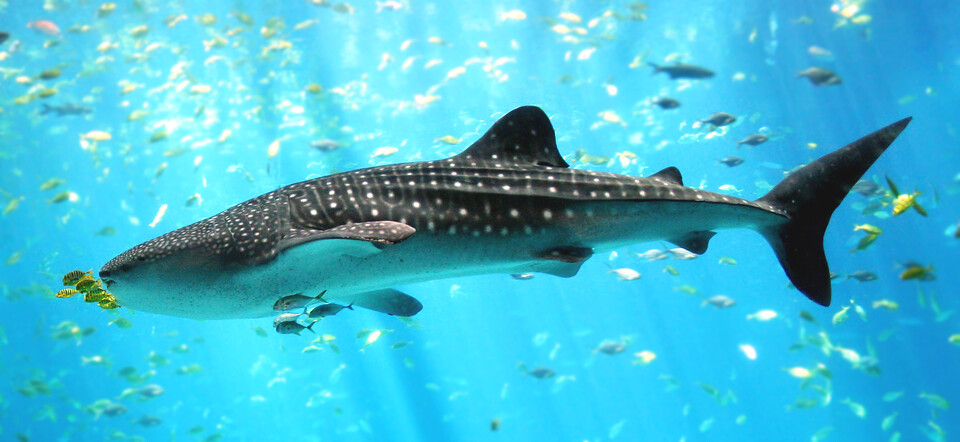 현존하는 가장 큰 어류인 고래상어. (사진 wikipedia)/ 뉴스펭귄