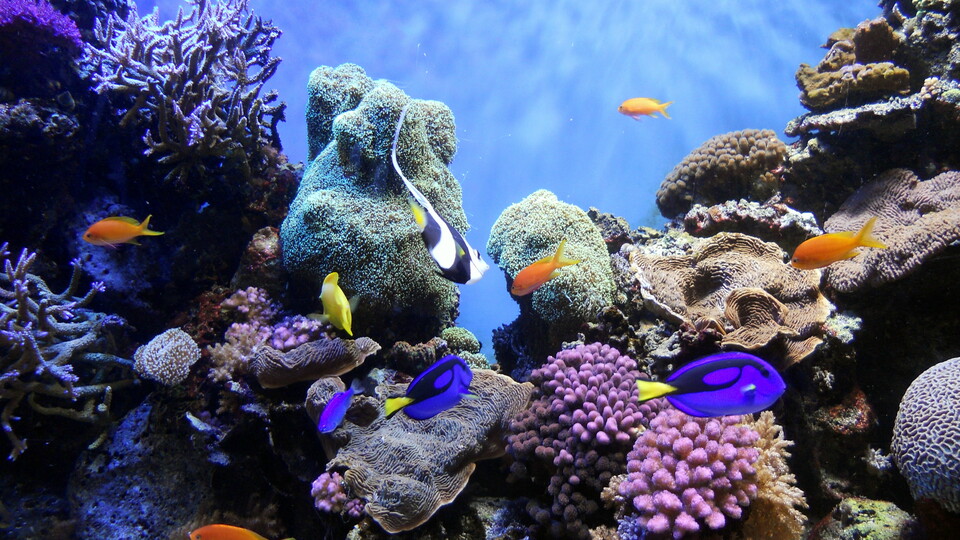 산호초. 생물다양성의 중심이 된다. (사진 wikipedia)/뉴스펭귄