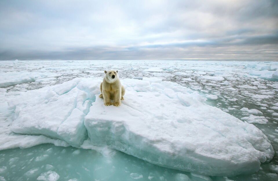10년 내에 북극의 여름이 빙하 없이 시작될 수 있다는 연구결과가 발표됐다. (사진 클립아트코리아)/뉴스펭귄